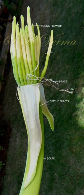  Young Inflorescence